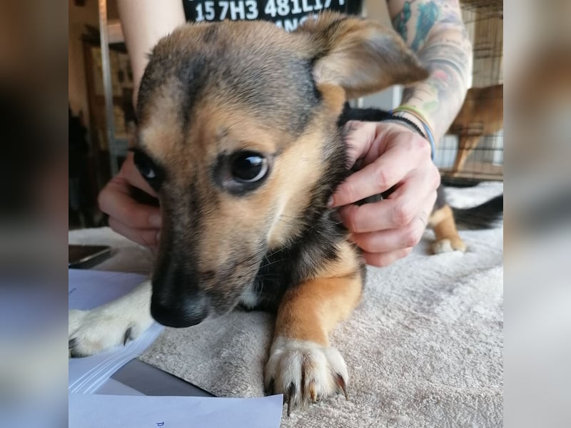 ⭐️MISSY⭐️, süßer Dackel-Mischling, Hündin, 4 Jahre, 31cm, Mischling, Tierschutz Rumänien