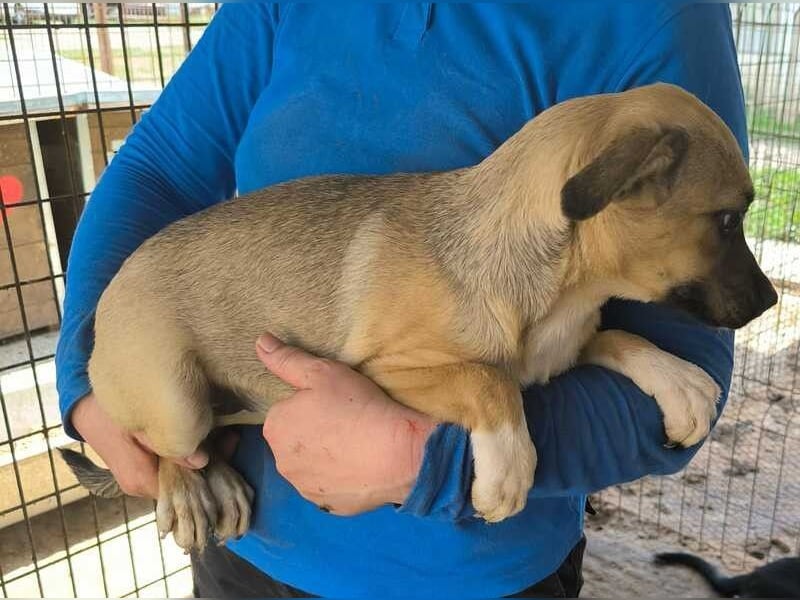 ♥KILA♥ süße, kleine, verspielte, anfangs noch zurückhaltende Junghündin 40 cm