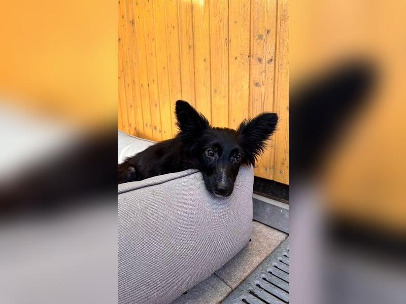 ♥TOKIO♥ auf Pflegestelle bei Köln - zuckersüßer, verspielter kleiner Welpe 28 cm