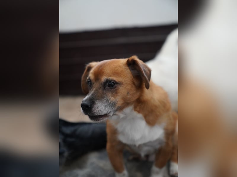 ⭐️TAC⭐️, Zuckerstück, Rüde, 2,5 Jahre, 35 cm, Mischling, Tierschutz Rumänien