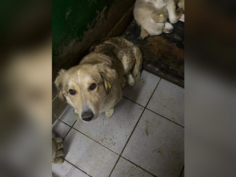 ♥RAVELLA♥ süße, sehr menschenbezogene, ruhige kleine Zaubermaus 35 cm