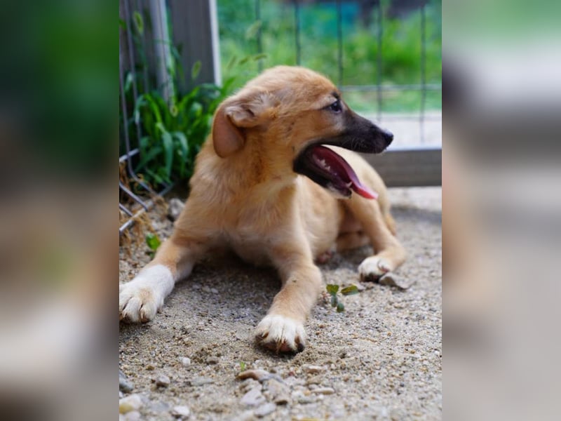 ⭐️THILO⭐️, süßer Welpenjunge, 3 Monate, 30 cm, Mischling, Tierschutz Rumänien