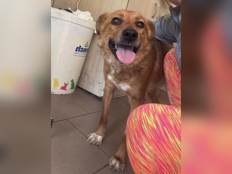 ♥JODY♥ ab 18. Jul auf Pflegestelle bei Köln -süße, zutrauliche und verschmuste kleine Hündin 35-40cm