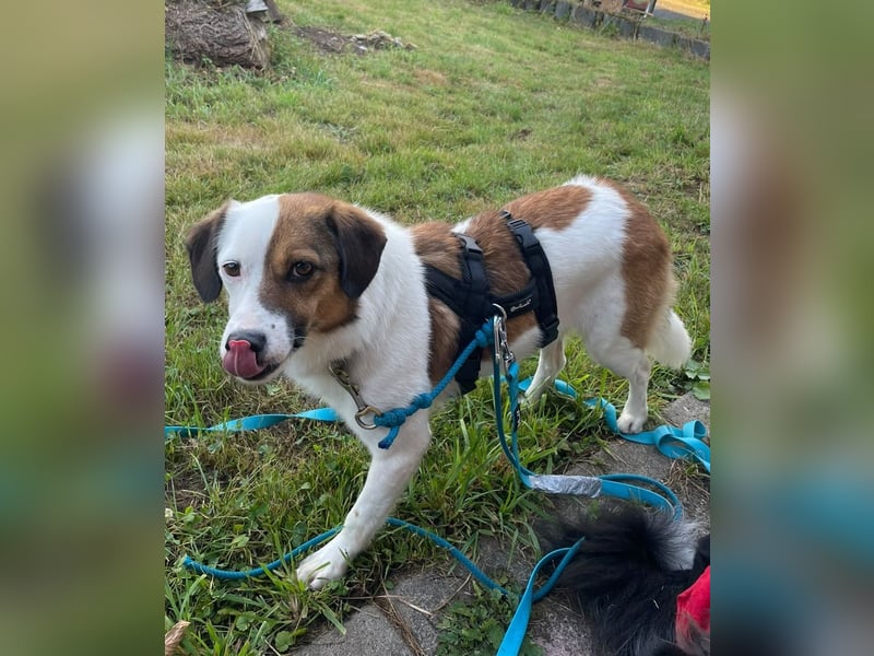 FINA, schüchterne Schmusehündin, 3,5 Jahre, 40 cm, Pflegestelle 57635, Tierschutz Rumänien