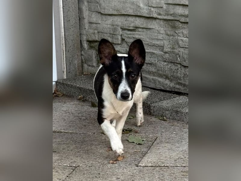 ♥TILLY♥ auf Pflegestelle bei Köln - unglaublich liebes, süßes kleines Mädchen 29cm (wachsend)