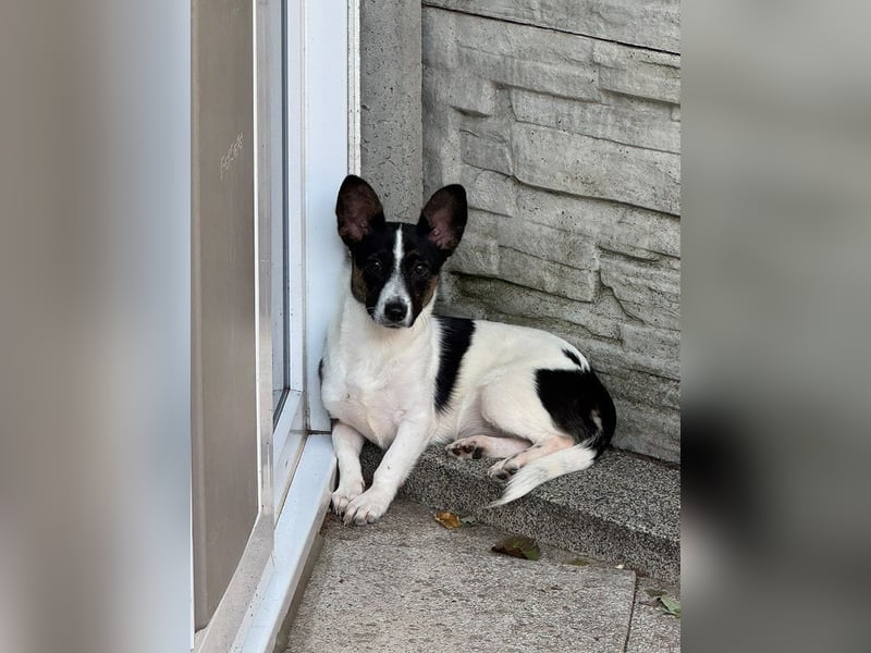 ♥TILLY♥ auf Pflegestelle bei Köln - unglaublich liebes, süßes kleines Mädchen 29cm (wachsend)
