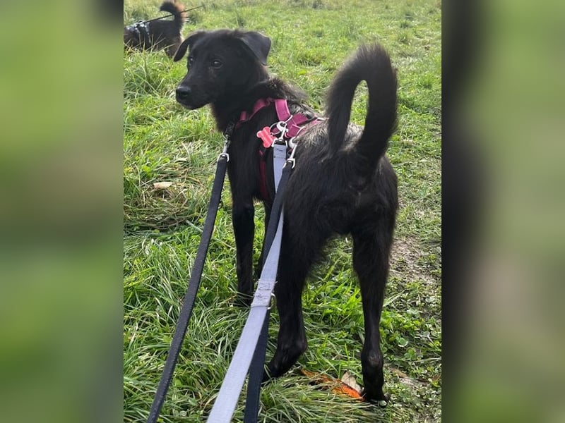 ♥CHICO♥ auf Pflegestelle in Köln - zuckersüßer, verschmuster, sanfter Junior 38 cm