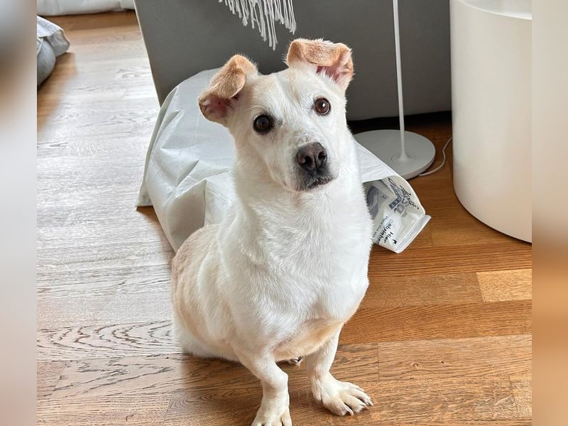 ♥MAMBO♥ auf Pflegestelle in Köln - verschmuster, anhänglicher kleiner Rüde 33 cm