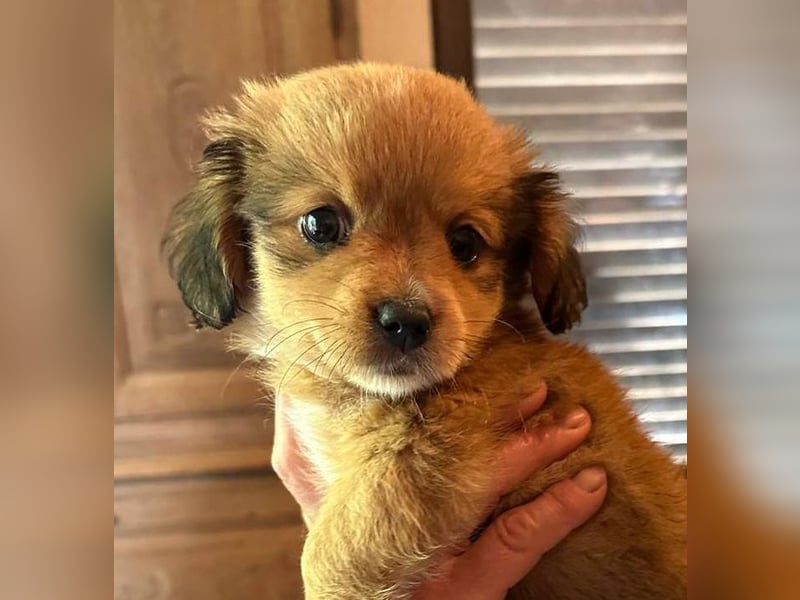 ⭐️Doll⭐️,  tolles Welpenmädchen, Mischling, 3 Monate, 20 cm, Tierschutz Rumänien