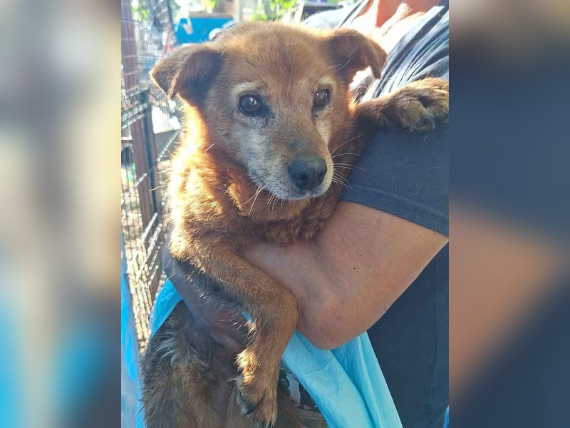 Notfell ⭐️SENORITA⭐️, liebevolle Hunde-Omi, 12 Jahre, 30 cm, Tierschutz Rumänien