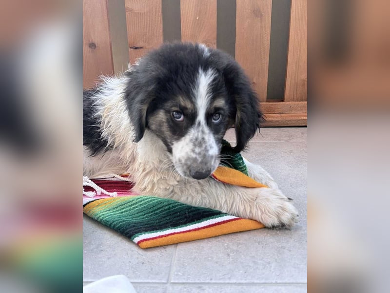 ⭐️ZEUS⭐️, sanfter Welpe, 3 Monate, 30 cm, Mischling, Tierschutz Rumänien