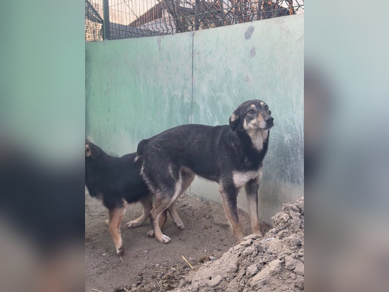 ⭐️ONYA⭐️, liebe Hundeseele, Hündin, 3,5 Jahre, 40 cm, Mischling, Tierschutz Rumänien