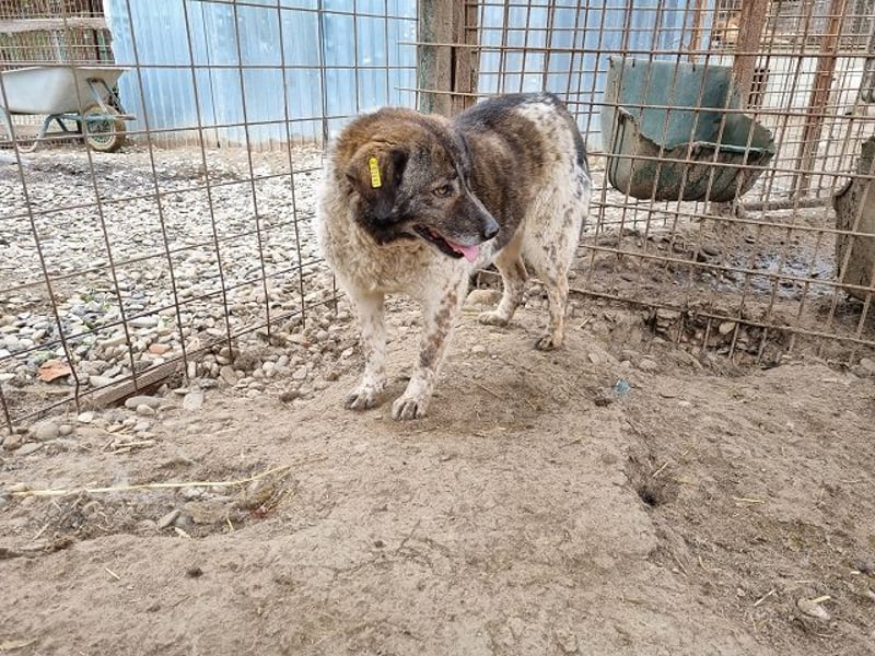 ♥DREAMIE♥ hübsche, sanftmütige, bescheidene Seele von einem Hund 40 cm