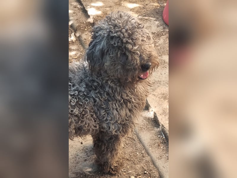 ⭐️SNICKERS⭐️, Pudel-Mischling, Rüde, 2 Jahre, 30 cm, Tierschutz Rumänien