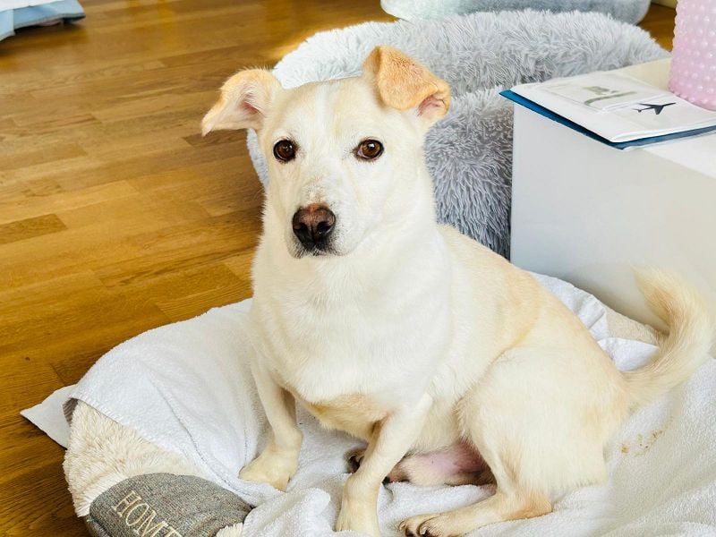 ♥MAMBO♥ auf Pflegestelle in Köln - verschmuster, anhänglicher, unkomplizierter Rüde 33 cm