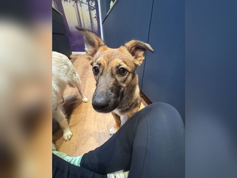 ♥INA♥ auf Pflegestelle bei Köln - süße, verschmuste, anfangs noch etwas unsichere Junghündin 32cm
