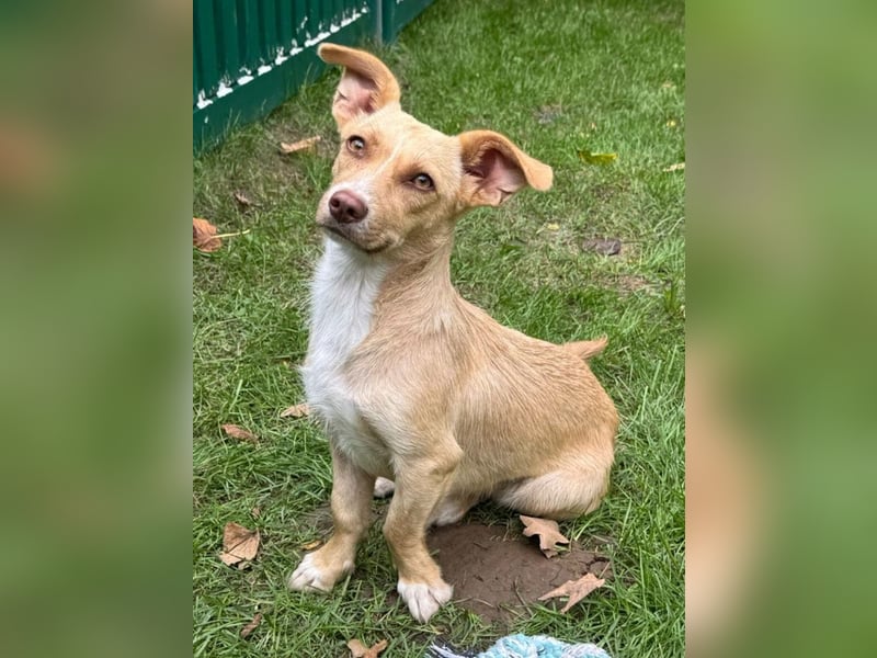 ♥ESTRELLA♥ neu auf Pflegestelle bei Köln - süße, verschmuste, aufgeschlossene Hündin 36cm