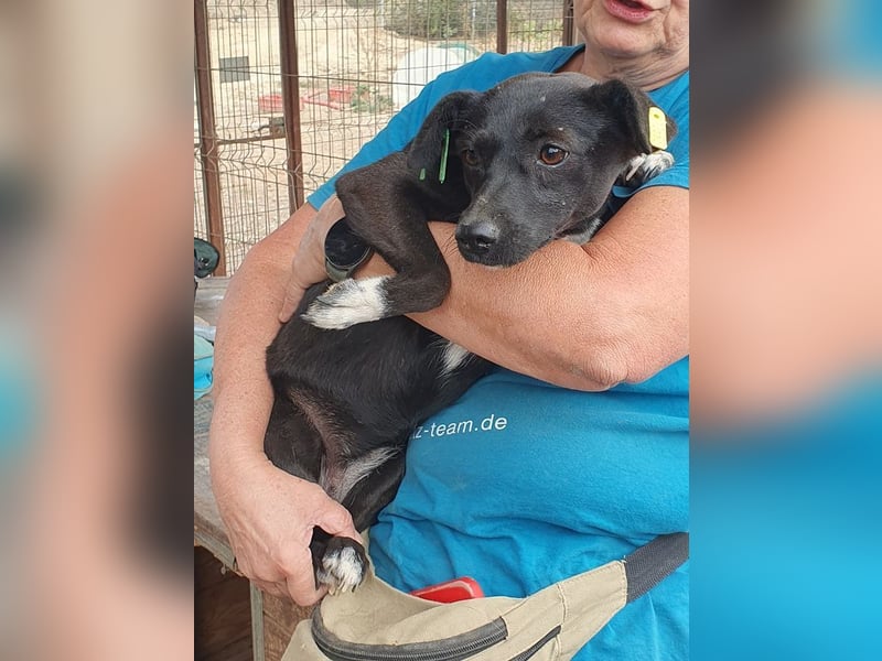 ♥SENNA♥ zuckersüße, liebe, noch unsichere kleine Hündin, die im Tierheim sehr gestresst ist 36 cm