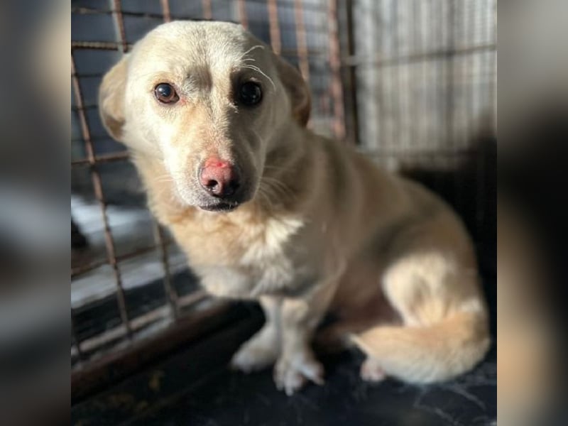 ♥ELIO♥ zarter, sensibler, noch unsicherer Jungrüde mit den großen Knopfaugen 35 cm