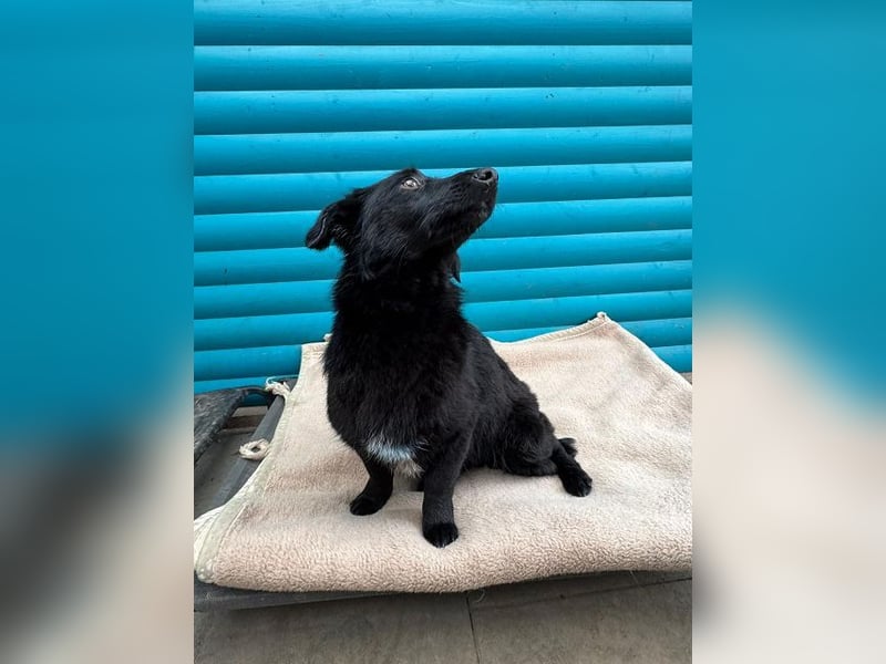 ♥LUGH♥ neu auf Pflegestelle bei Duisburg - süßer, ganz zutraulicher Junior 35 cm (bleibt kleiner)