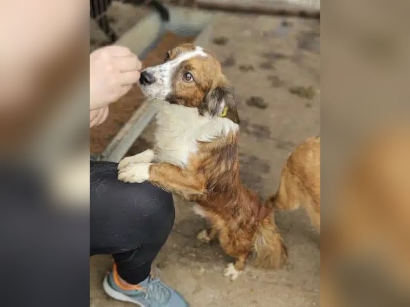 ♥TODDY♥ ab 24.Okt auf Pflegestelle bei Köln- verschmustes, ganz zutrauliches, goldiges Kerlchen 35cm