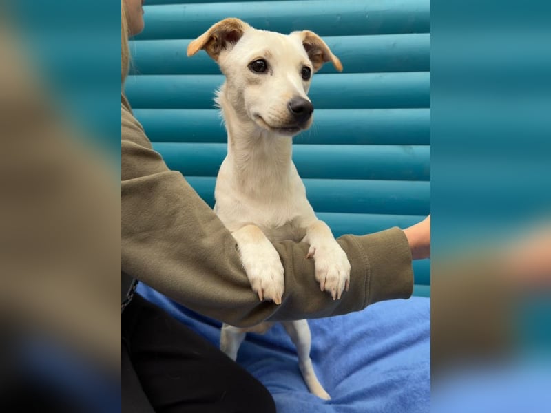 ♥LUNA♥ auf Pflegestelle bei Köln - niedliche, noch unsichere kleine Junghündin 35cm