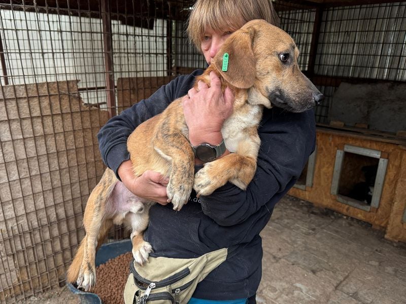 ♥PIET♥ niedlicher, hübscher gestromter, noch unsicherer, ruhiger kleiner Rüde 33 cm