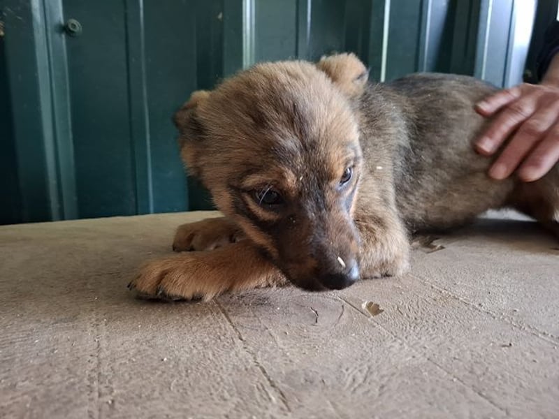 ♥TAPSI♥ zuckersüßes, verspieltes, noch etwas unsicheres Welpenmädchen 32 cm (wachsend)