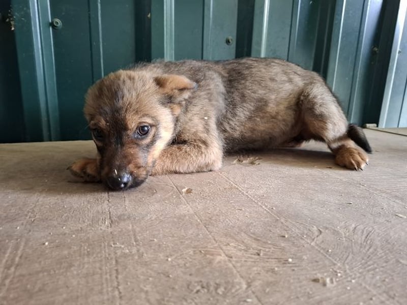 ♥TAPSI♥ zuckersüßes, verspieltes, noch etwas unsicheres Welpenmädchen 32 cm (wachsend)