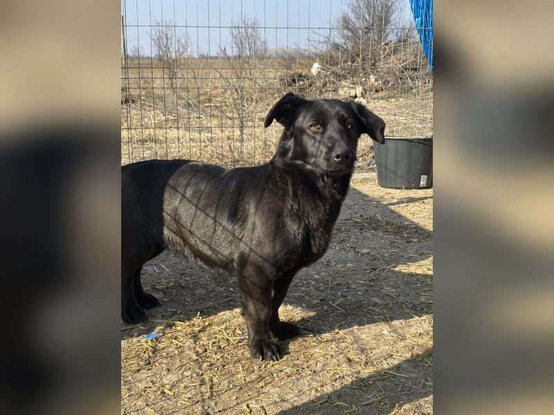 ⭐️MARIUCA⭐️, witzige, kleine Hündin, 3,5 Jahre, 37 cm, Mischling, Tierschutz Rumänien