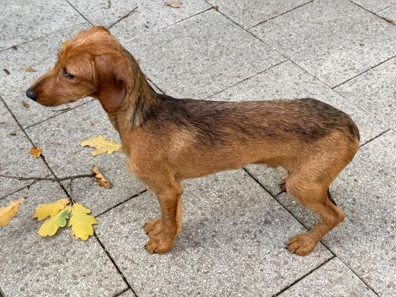 ♥COSMO♥ neu auf Pflegestelle bei Köln - süßer, verspielter kleiner Welpenbub 33 cm (wachsend)