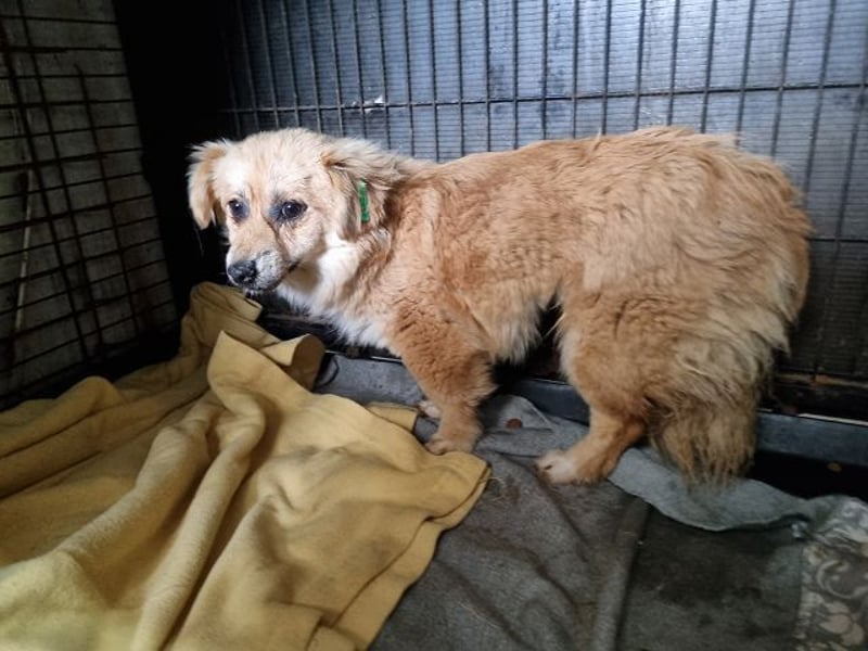 ♥LILO♥ niedliche, zarte kleine Junghündin, die in einer Quarantänebox untergebracht ist 28 cm