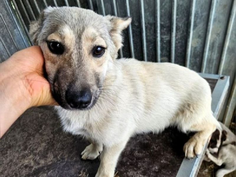 ♥MARJA♥ ab 18. Juli auf Pflegestelle bei Köln - bezaubernde, besonders liebe kleine Junghündin 35cm