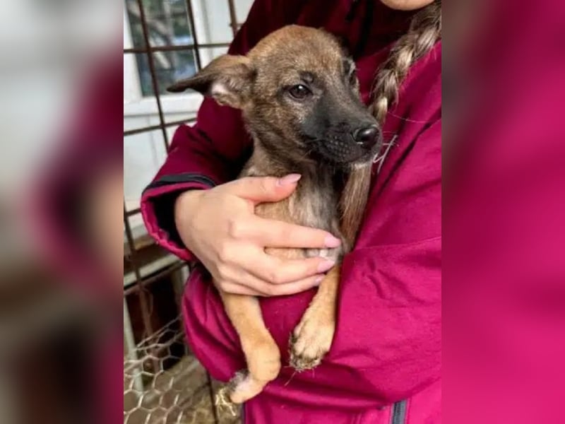 ♥JASCHA♥ neu auf Pflegestelle bei Köln -bezaubernder, verspielter, noch zurückhaltender Welpe 31 cm