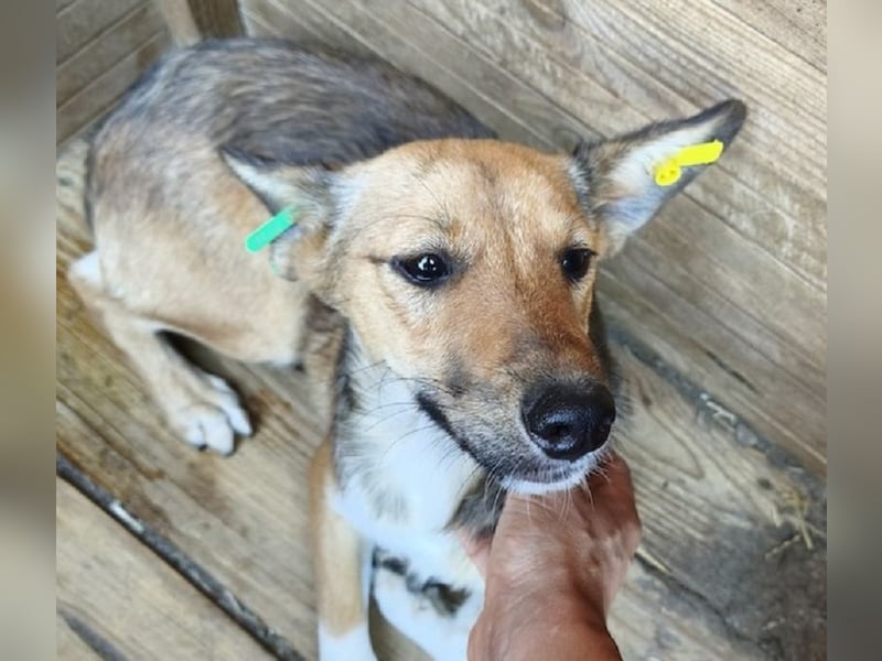 ♥DUMBO♥ ab 19. Sep auf Pflegestelle bei Köln - süßer, lieber, anfangs noch vorsichtiger Rüde 40cm