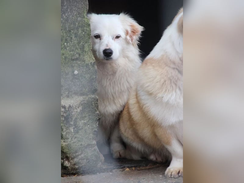 ⭐FELIA⭐, feinfühlige Hündin, 2 Jahre, 34 cm, Mischling, Tierschutz Rumänien