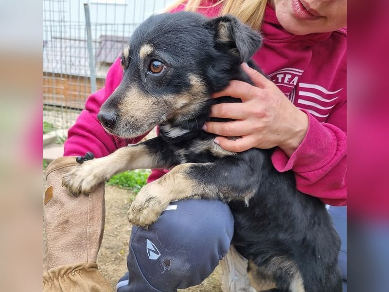 ♥LAURIN♥ süßer, noch zurückhaltender kleiner Rüde, der im Tierheim völlig überfordert ist 35 cm