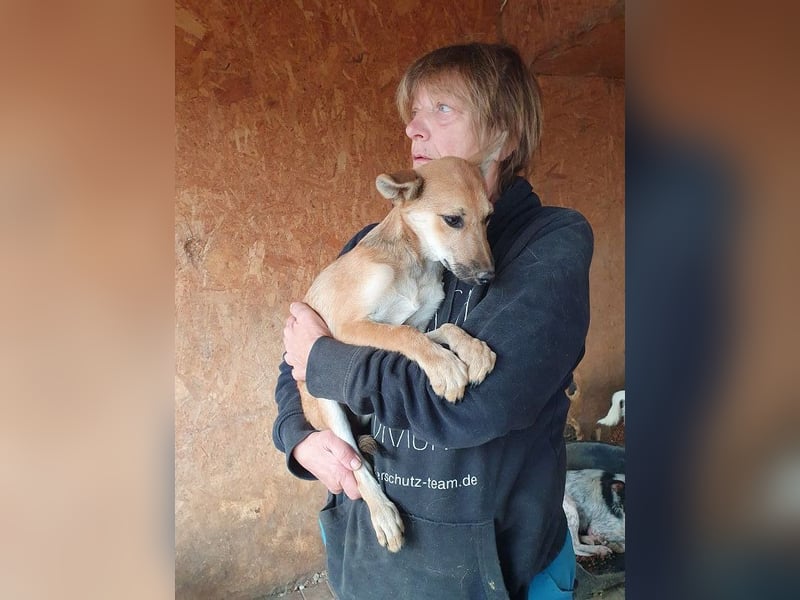 ♥LUNA♥ zuckersüße, zarte, verschmuste Welpin, die es im Winter schwer haben wird 36 cm (wachsend)