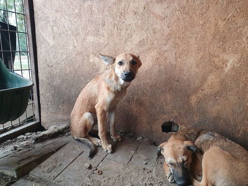 ♥LUNA♥ zuckersüße, zarte, verschmuste Welpin, die es im Winter schwer haben wird 36 cm (wachsend)