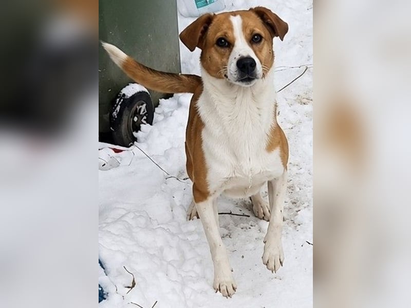 ⭐NAKKI⭐, freundliche Begleiterin, Hündin, 4 Jahre, 40 cm, Mischling, Tierschutz Rumänien