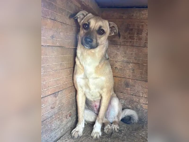 ♥KILA♥ süße, kleine, verspielte, anfangs noch zurückhaltende Junghündin 40 cm