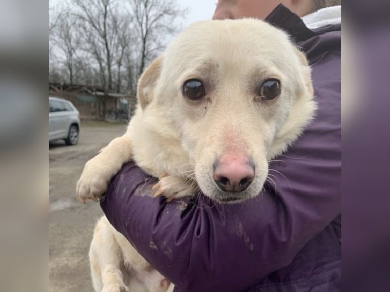 ♥ELIO♥ zarter, sensibler, noch unsicherer Jungrüde mit den großen Knopfaugen 35 cm