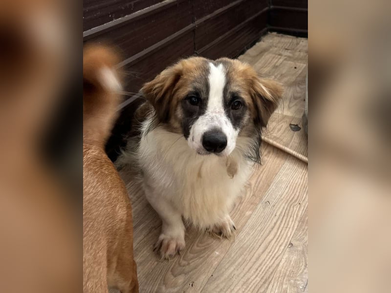 ⭐TOC⭐, süßer Kerl, Rüde, 2 Jahre, 35 cm, Mischling, Tierschutz Rumänien