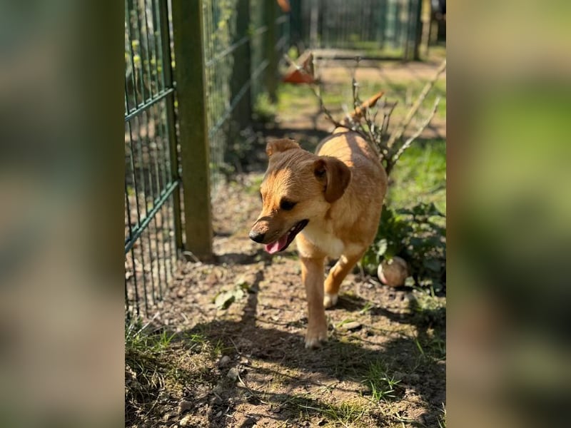 ♥KARA♥ auf Pflegestelle bei Köln - zuckersüße, fröhliche, verspielte Juniorin 30cm - bleibt kleiner