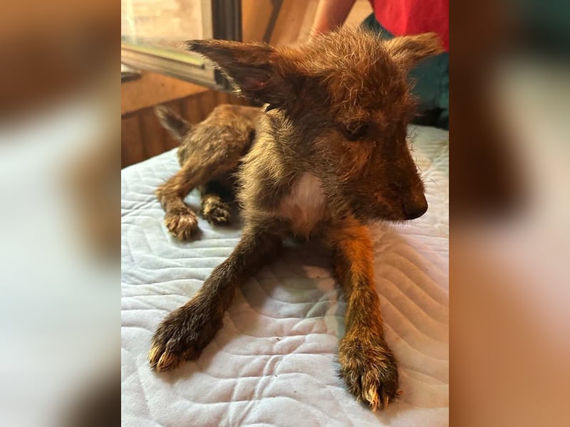 ⭐️Grisa⭐️,  reizendes Hundemädchen, Welpe, Mischling, 5 Monate, 30 cm, Tierschutz Rumänien