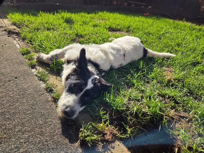 ♥ELSA♥ am 1. März im WDR Tiere suchen ein Zuhause - niedliche, verspielte Welpin 40 cm