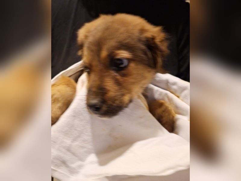 ⭐️TIMMI⭐️, neugieriger Hundejunge, Welpe, 9 Monate, ca. 24 cm, Mischling, Tierschutz Rumänien