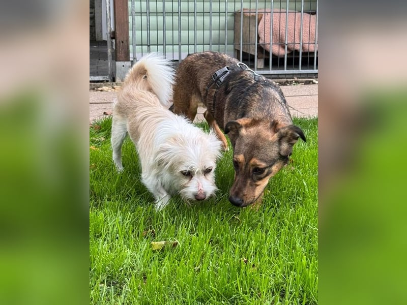 ♥MAYA♥ neu auf Pflegestelle bei Köln - süße, ganz liebe, noch unsichere kleine Junghündin 35 cm
