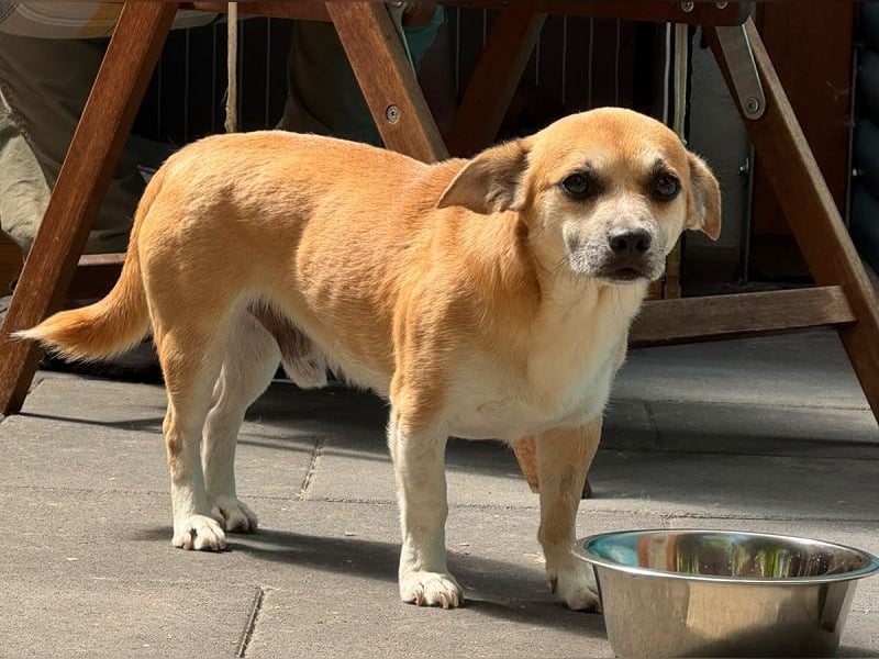♥OSKAR♥ neu auf Pflegestelle bei Köln-verschmuster, menschenbezogener,kinderlieber kleiner Rüde 32cm