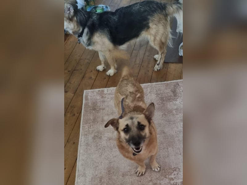Traumtyp TONI, Mischlingsrüde, 6 Jahre, 29 cm, Pflegestelle 53773, Tierschutz Rumänien